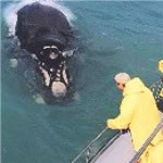 Curious Southern Right Whale